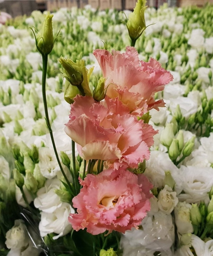 Аустома или эустома