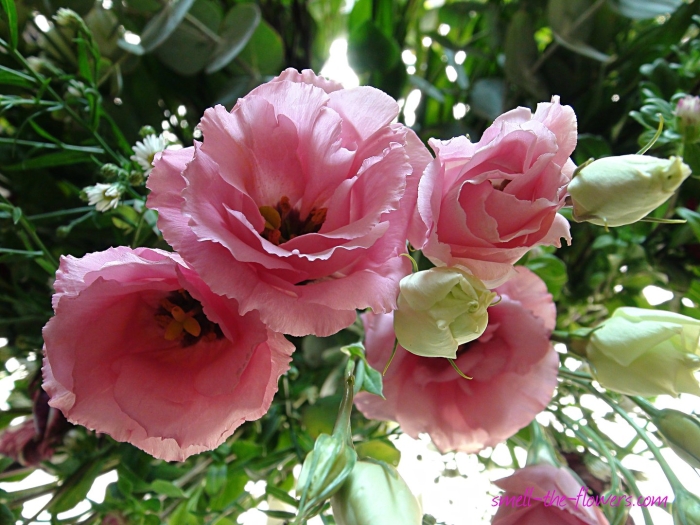 Эустома розовая