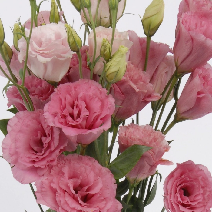 Эустома кармен роуз