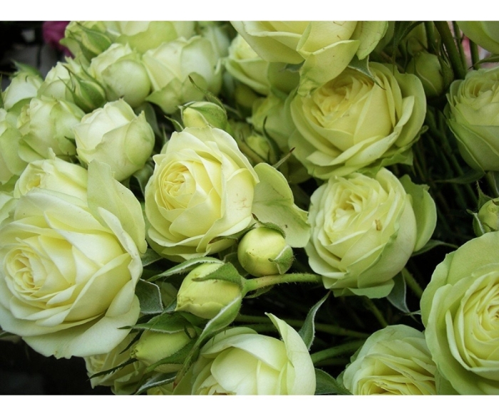 Роза грин глоу