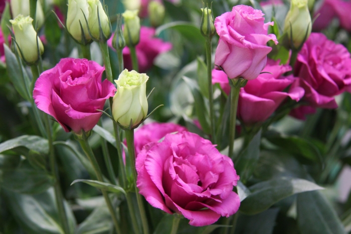 Эустома цветок