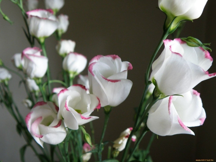 Эустома рози