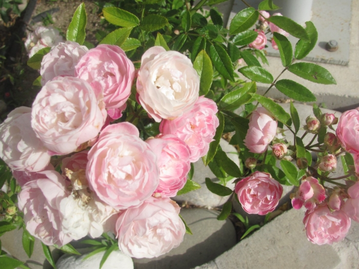 Роза пинк морсдаг