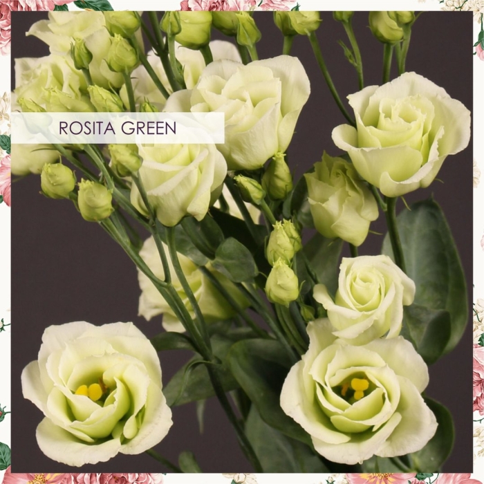 Эустома розита грин