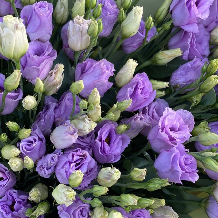 Французская роза эустома