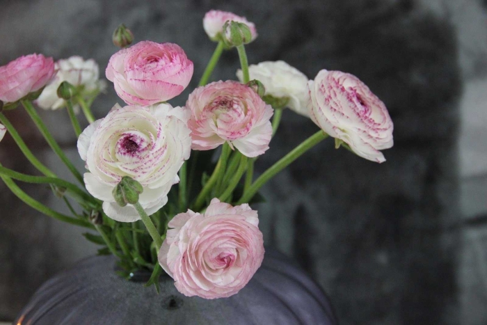 Ранункулюс лютик