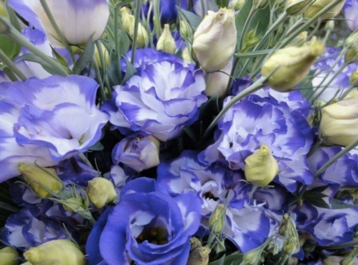 Эустома авс блю рим