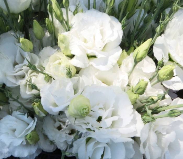 Эустома махровая белая