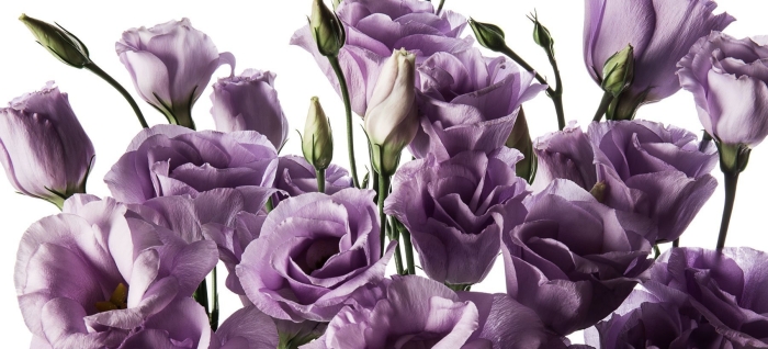 Эустома лизиантус