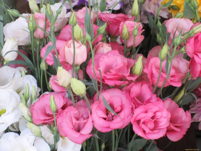 Эустома лизиантус махровая