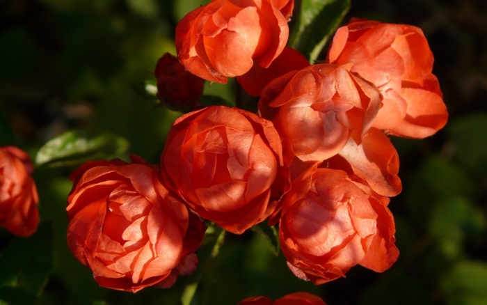 Оранж морсдаг роза