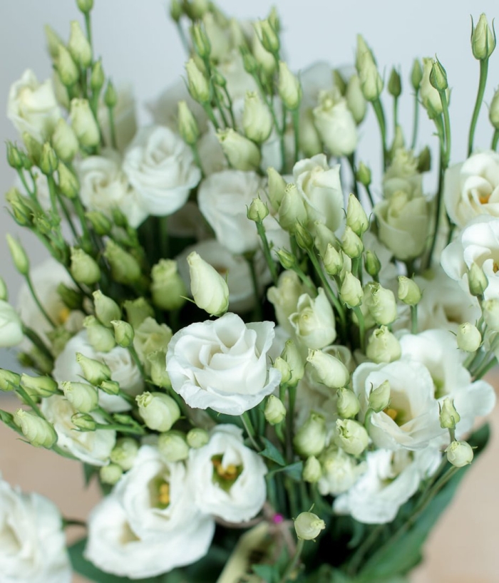 Эустома лизиантус кустовая