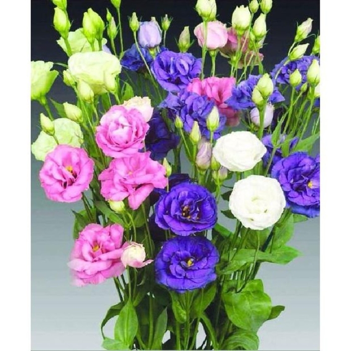 Эустома израиль микс