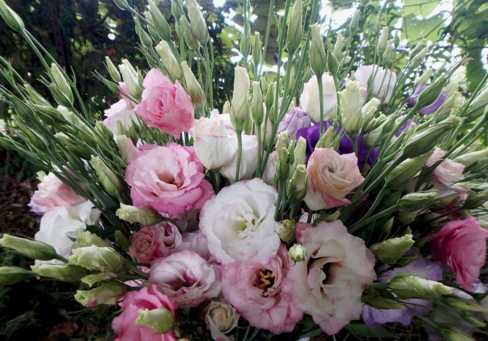 Эустома листья