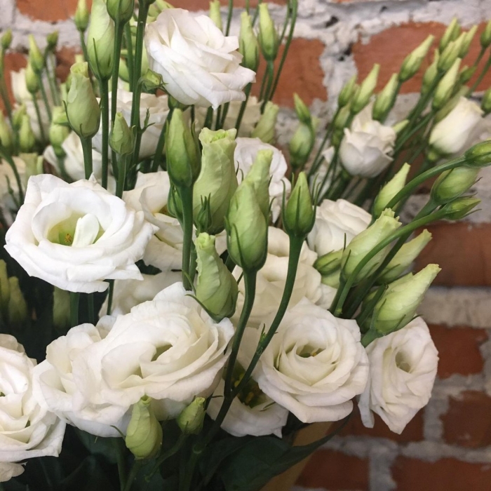 Эустома розита белая