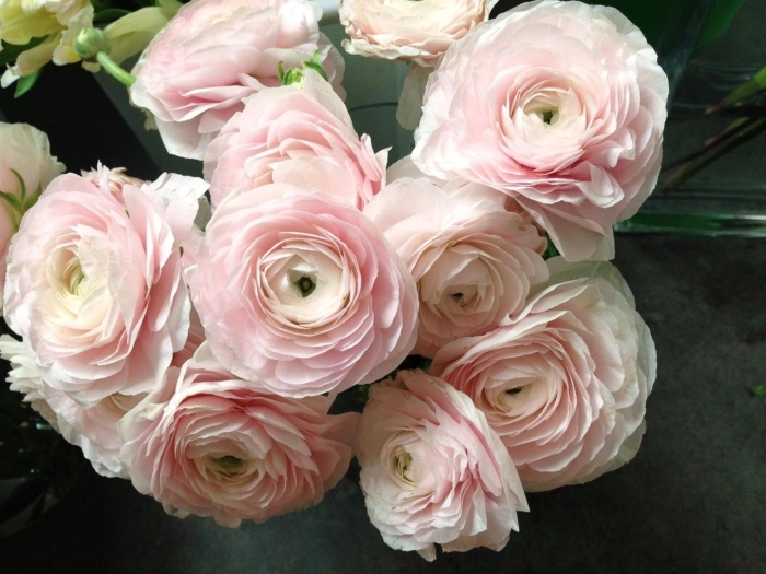 Цветок ранункулюс