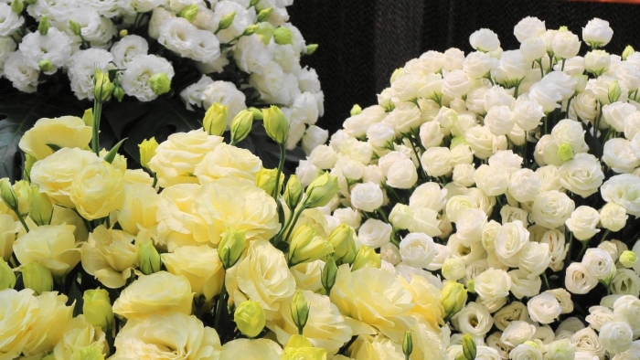 Эустома многолетняя