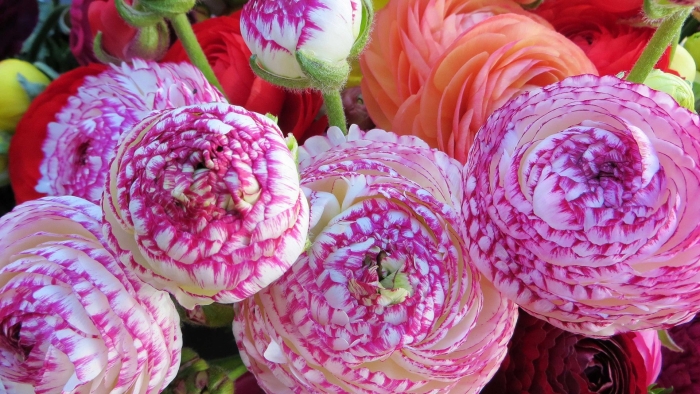 Ранункулюс цветок