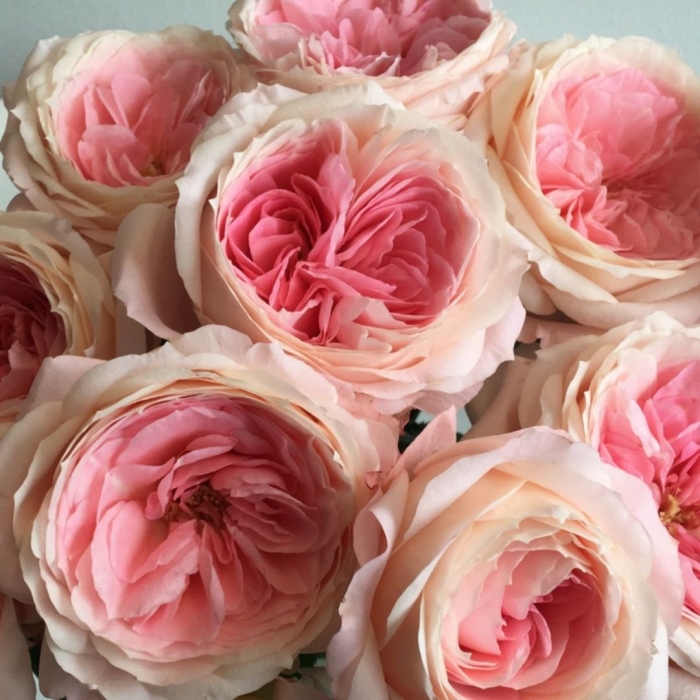 Пионовидная роза