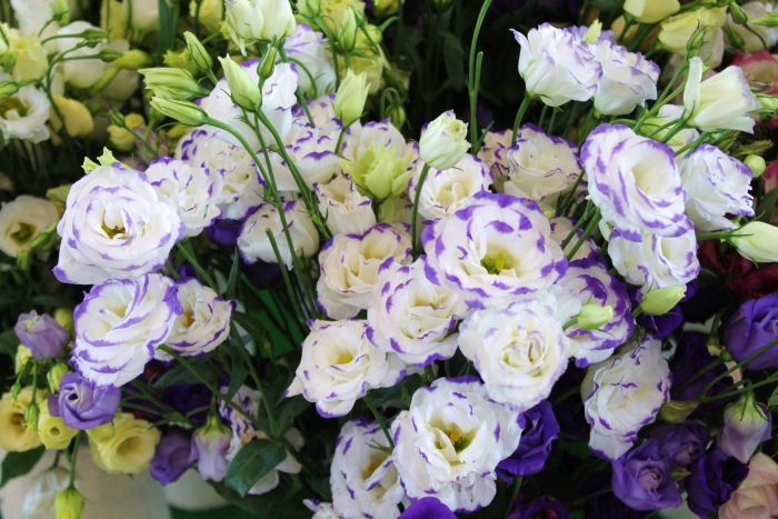 Эустома розита блю