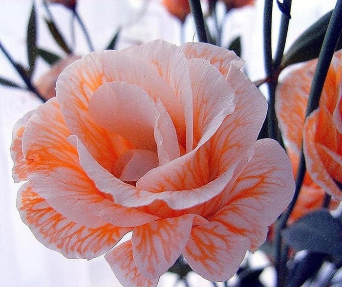 Цветок эустома