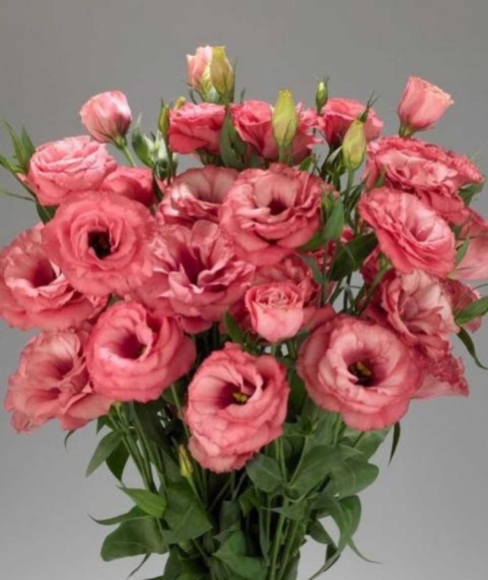 Эустома advantage cherry sorbet