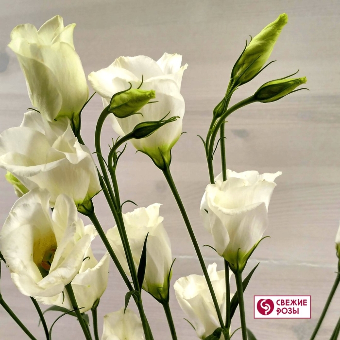 Эустома лизиантус белая