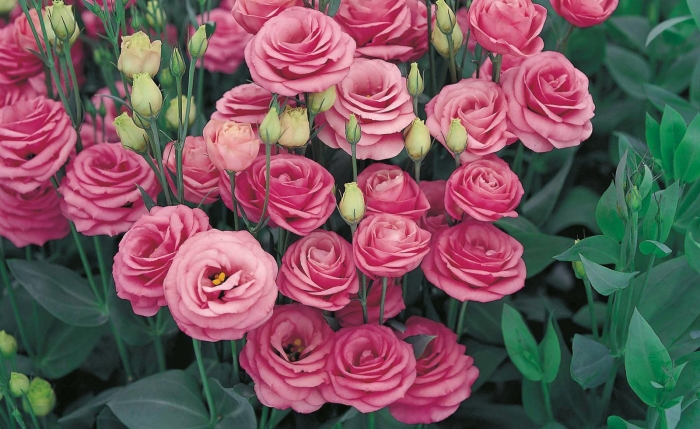 Эустома розита