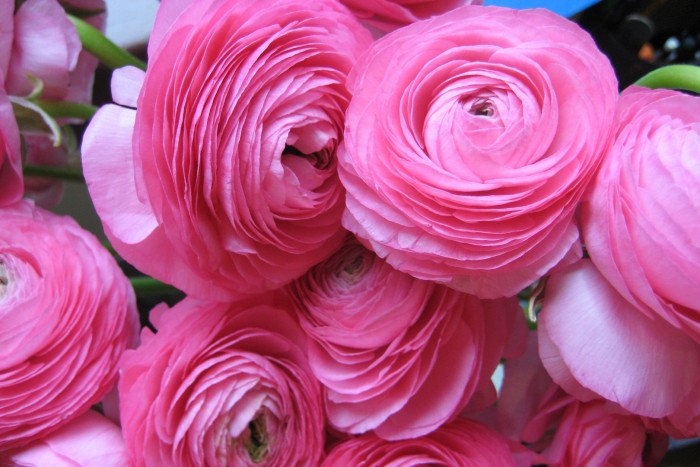 Цветок ранункулюс