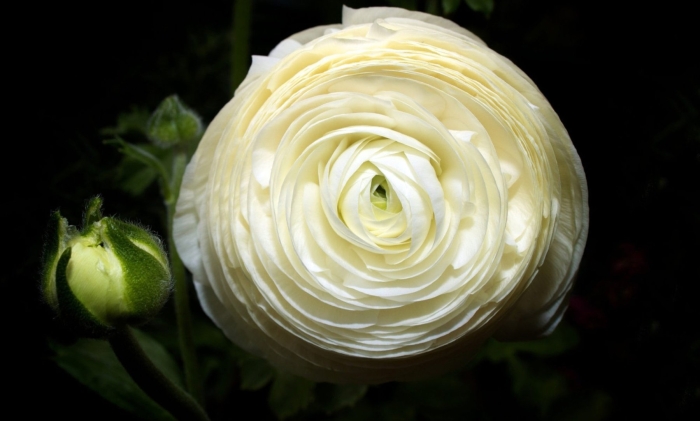 Ранункулюс белые