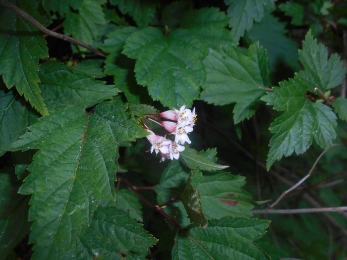 Нейлия китайская