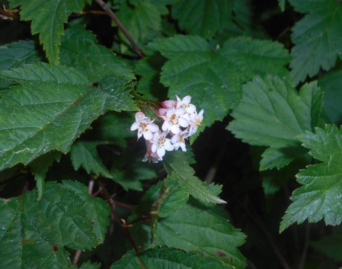Боярышник максимовича (crataegus maximowiczii)
