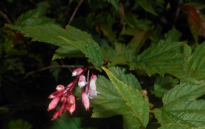 Нейлия тибетская