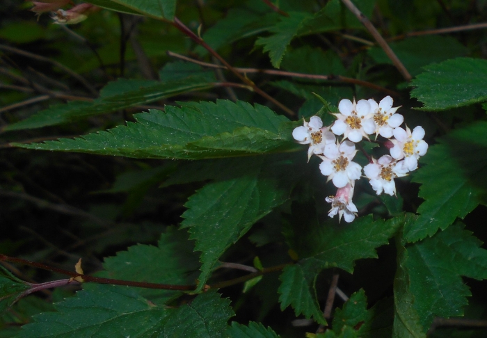 Physocarpus capitatus