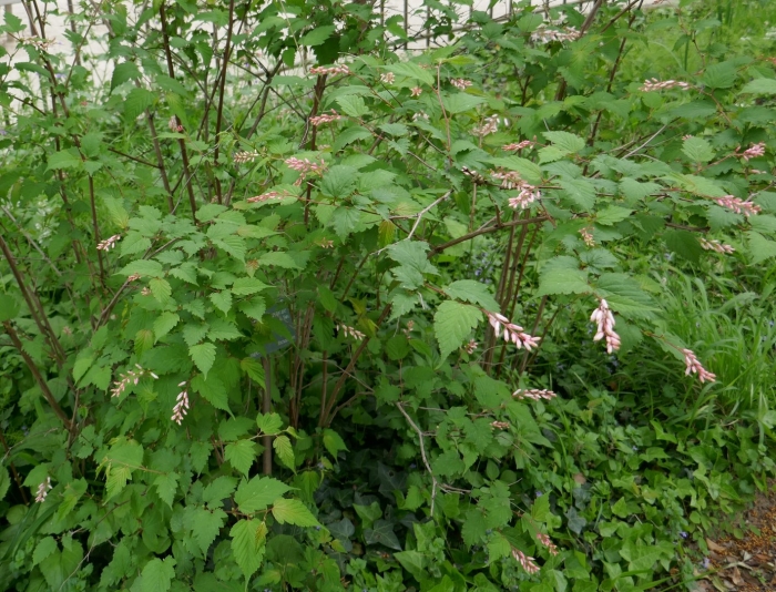 Стефанандра tanakae