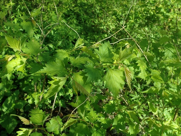 Vitis riparia