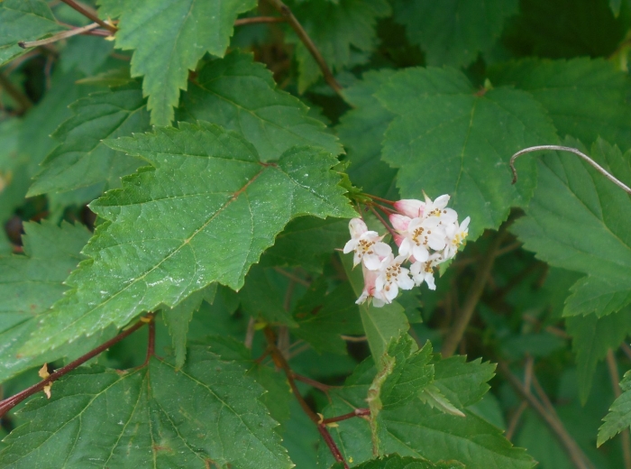 Нейлия китайская