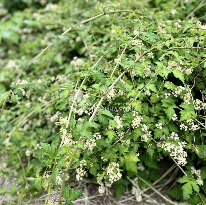 Стефанандра прямостоячая tanakie