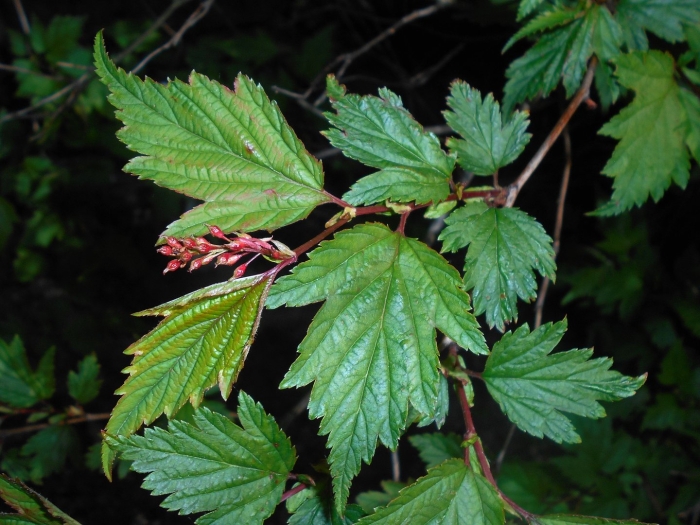 Physocarpus opulifolius