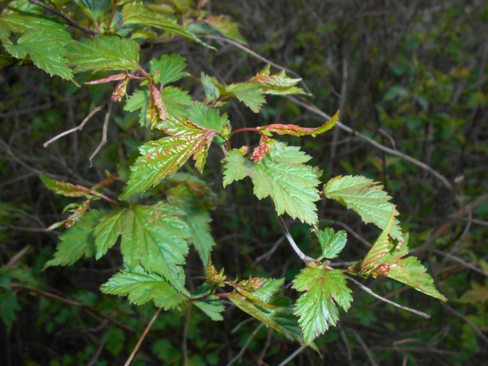 Пузыреплодник калинолистный побег