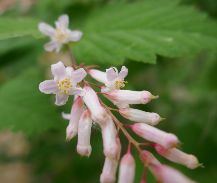 Стефанандра tanakae