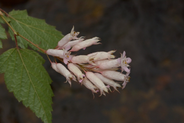 Стефанандра tanakae