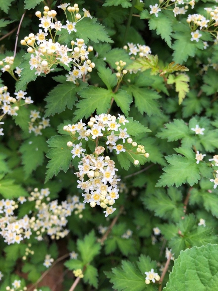 Стефанандра криспа