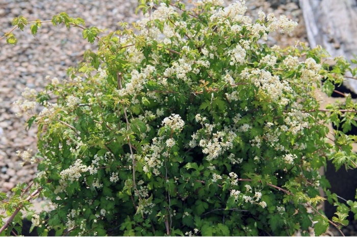 Stephanandra incisa crispa