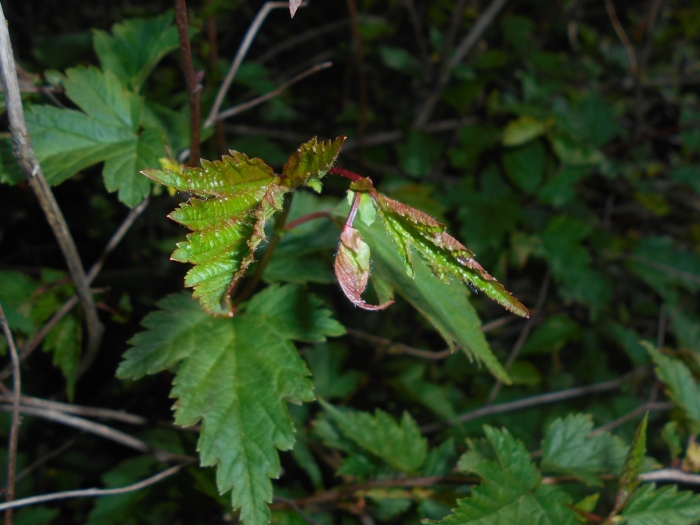 Botanical garden in lublin