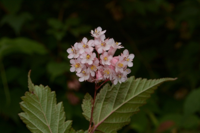 Пузыреплодник калинолистный red baron