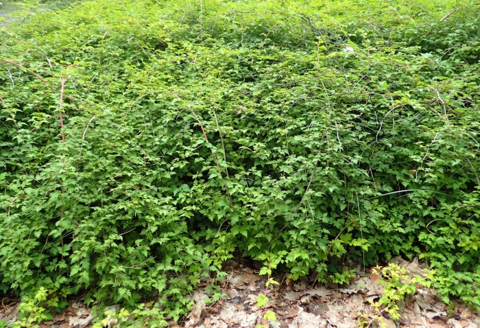 Стефанандра надрезаннолистная crispa