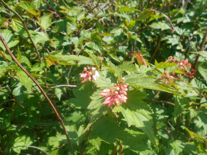 Нейлия китайская