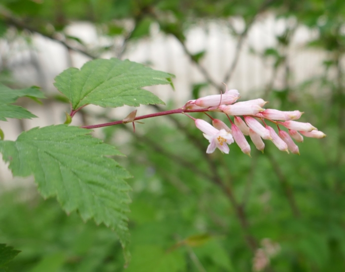 Стефанандра танаки