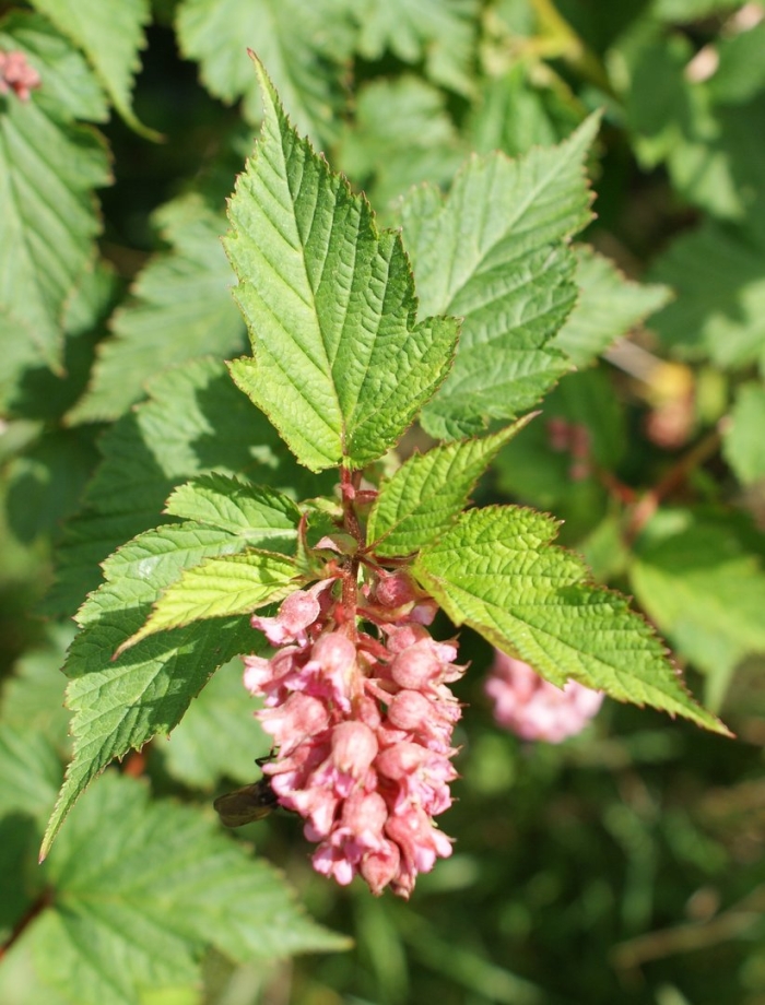 Нейлия тибетская